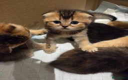 Scottish Fold cats for sale: Scottish Fold Kittens - Image 20