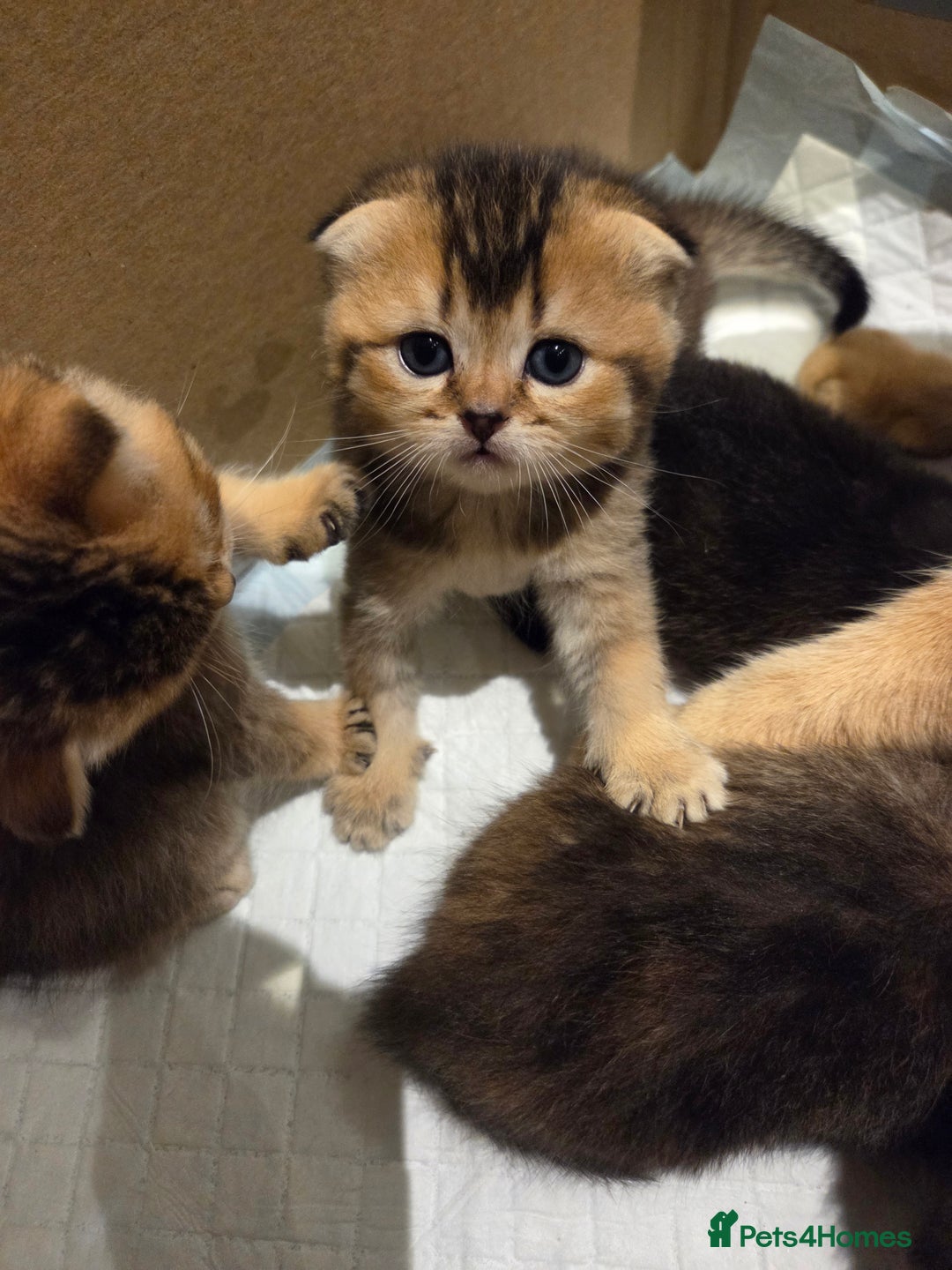 Scottish Fold cats for sale: Scottish Fold Kittens - Image 20