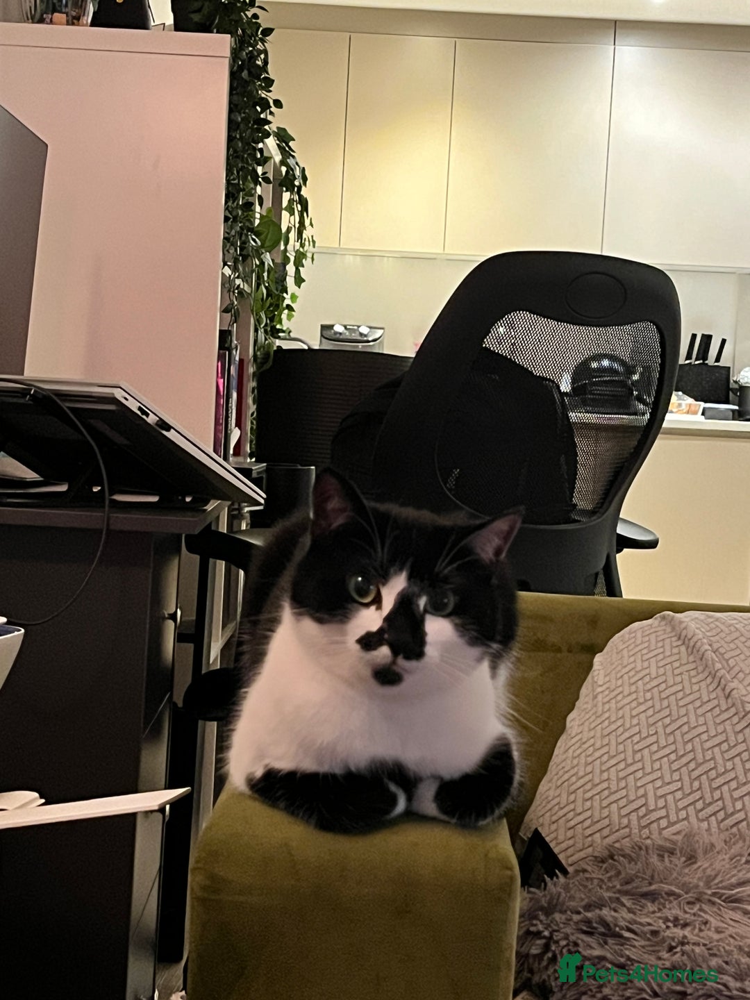 Domestic Shorthair cats for sale: Zuko needs new home. - Image 7