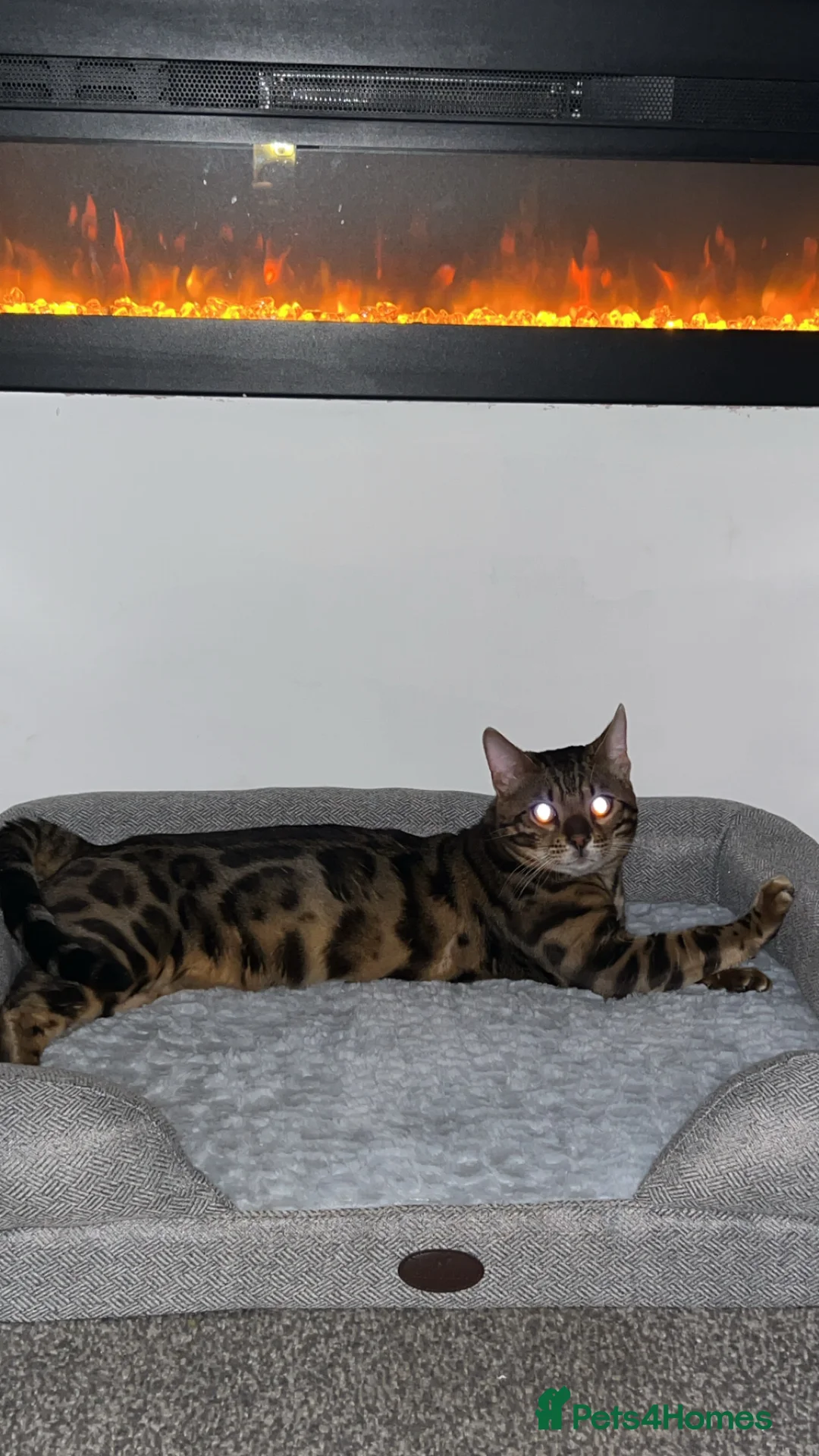 Bengal cats for sale: Bengal kittens  - Advert 2