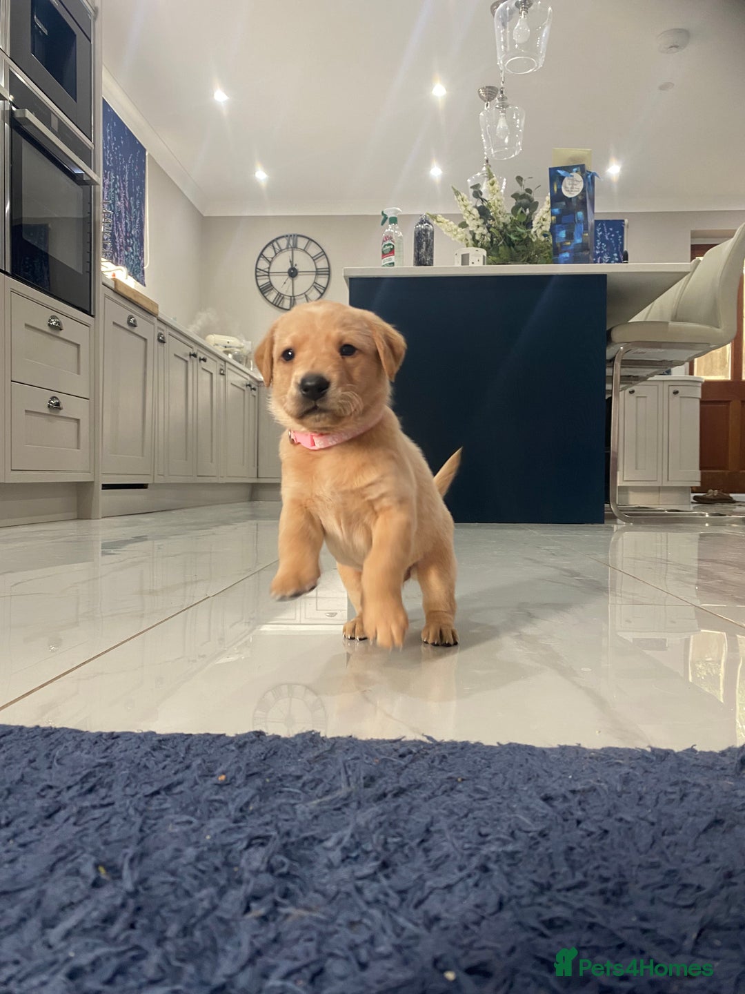 Labrador Retriever dogs for sale: Girl Labrador  - Image 14