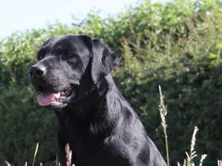 Labrador Retriever dogs stunning Labrador 0/0 hips 0/0 elbows - Advert 6