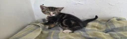 Mixed Breed cats for sale: Adorable mixed breed kittens for sale - Advert 18