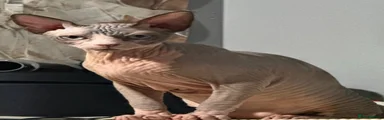 Sphynx 1