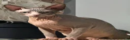 Sphynx cats for sale: Beautiful Sphynx Boy  - Advert 2