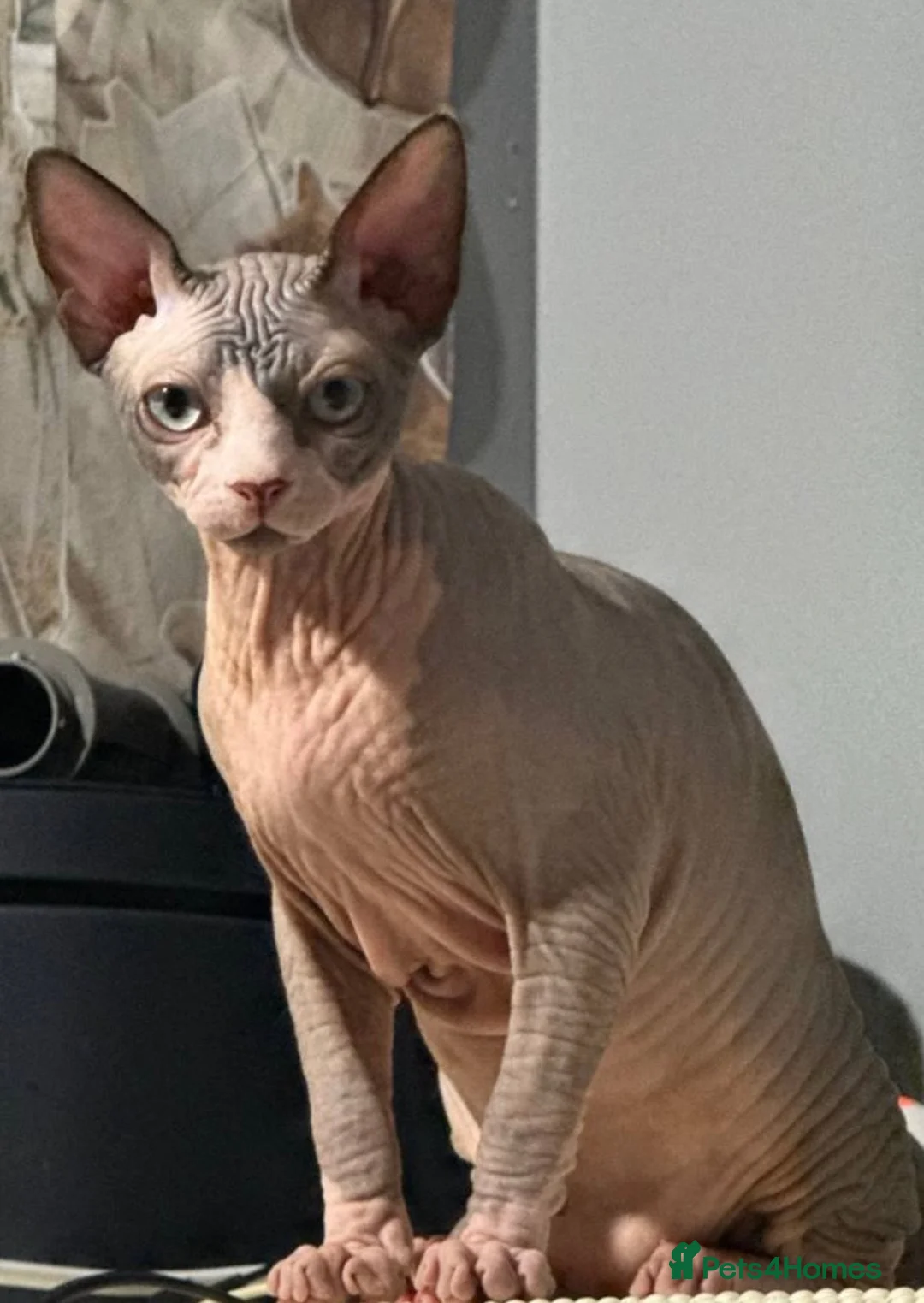 Sphynx cats for sale: Beautiful Sphynx Boy  - Advert 2