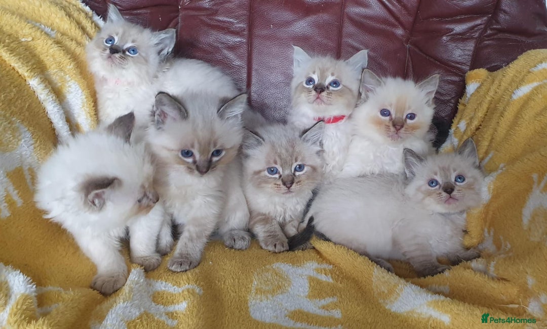 Ragdoll cats for sale: Stunning GCCF Registered Ragdoll Kittens. - Image 16