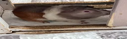 Guinea Pig rodents for sale: 3 guinea pig brothers  in Bristol - Advert 4