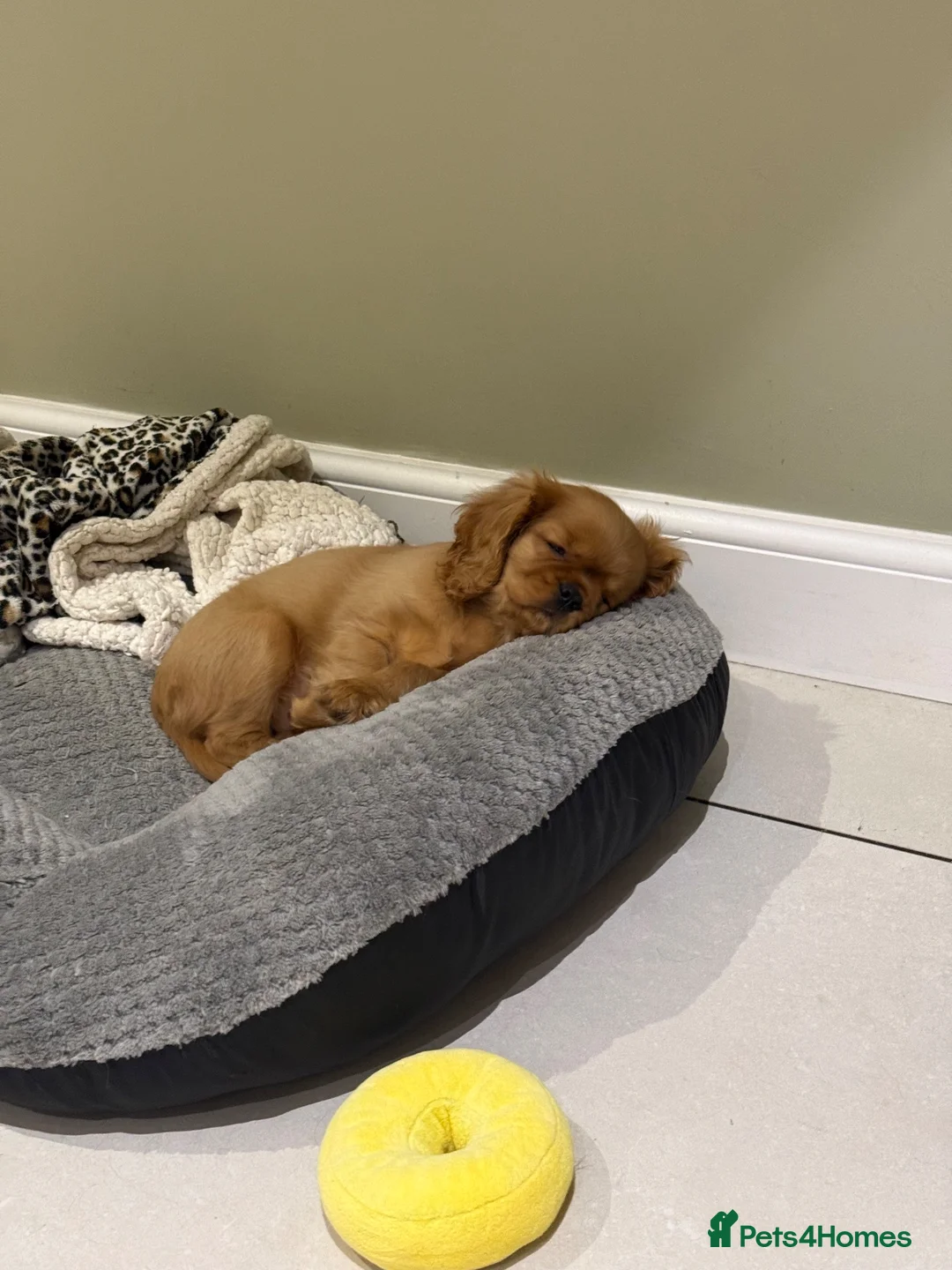 Cavalier King Charles Spaniel dogs for sale: 🐾Ruby Male Cavalier King Charles Spaniel🐾 in Nantwich - Advert 2