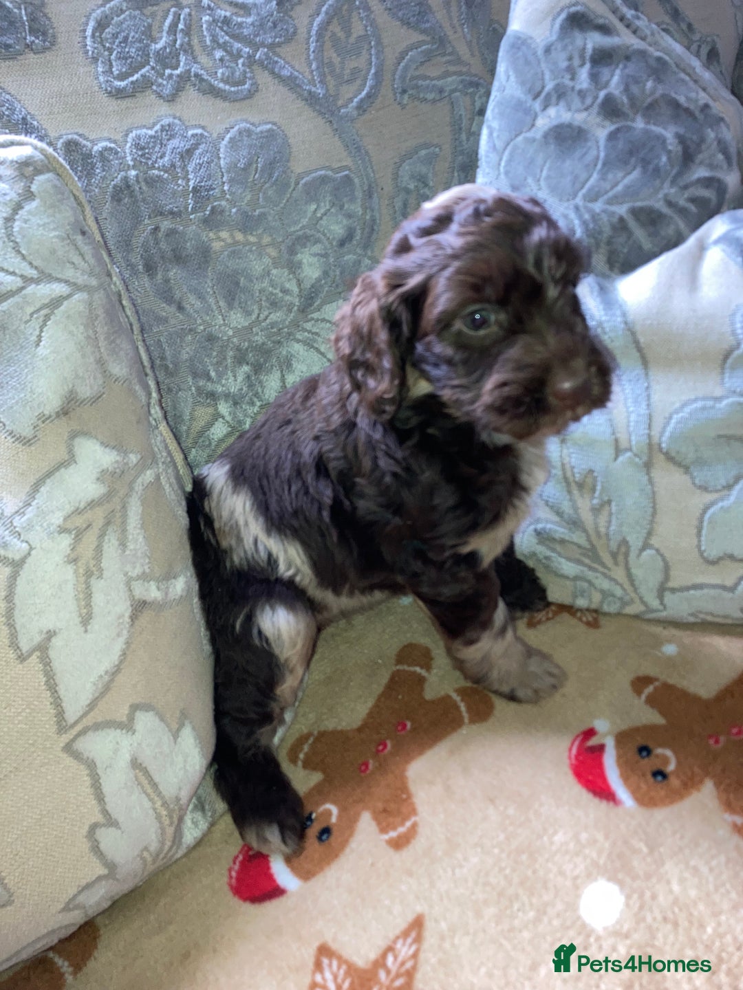 Cockapoo dogs for sale: Merle Cockapoos - Advert 13