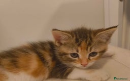 British Shorthair cats for sale: 4 Half British short hair girls  - Image 5