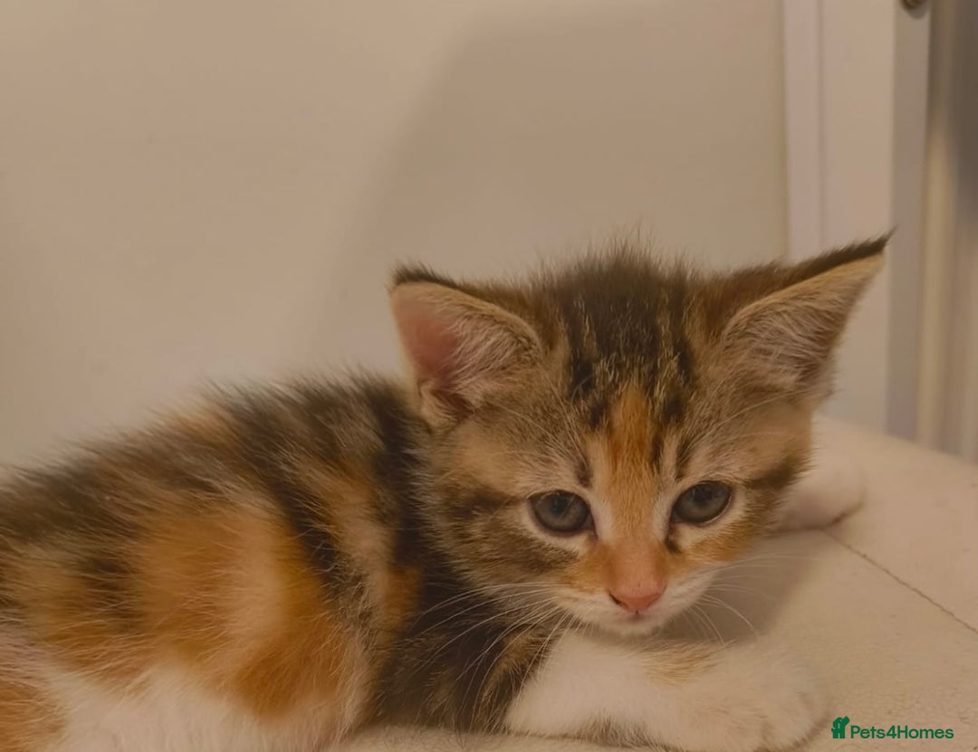 British Shorthair cats for sale: 4 Half British short hair girls  - Image 5