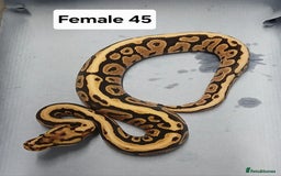 Python Snake reptiles for sale: Royal Python Morphs Females  - Image 13