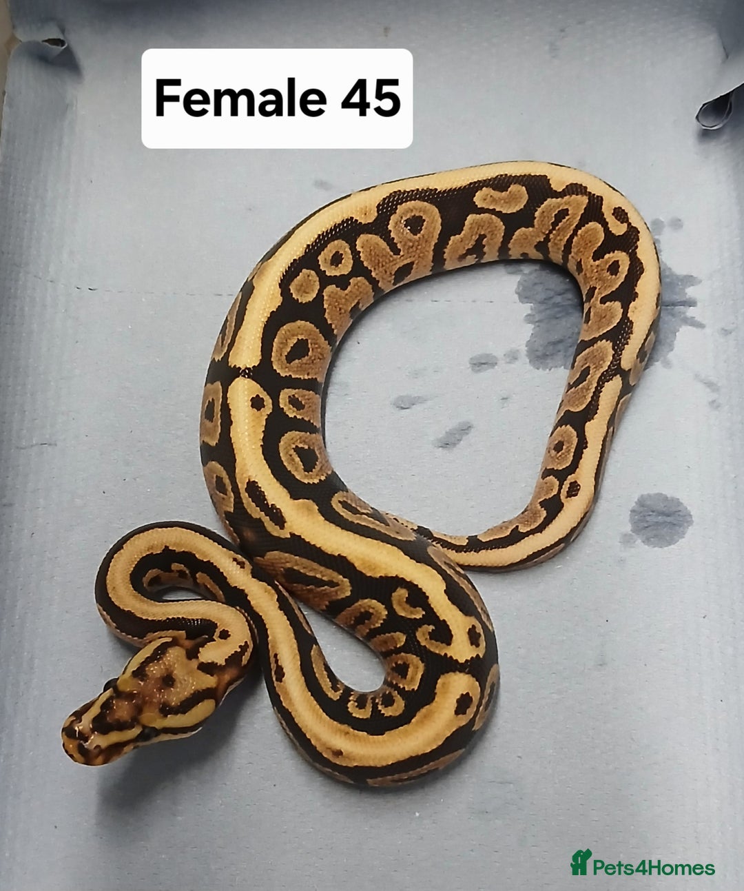 Python Snake reptiles for sale: Royal Python Morphs Females  - Image 13