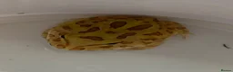 Frog reptiles for sale: Pac-Man Frogs cb26  - Advert 13