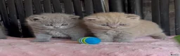 British Shorthair cats for sale: Beautiful Pedigree BSH kittens for sale  - Advert 10