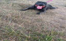 Staffordshire Bull Terrier dogs for sale: KC reg blue staffordshire bull terrier - Image 2