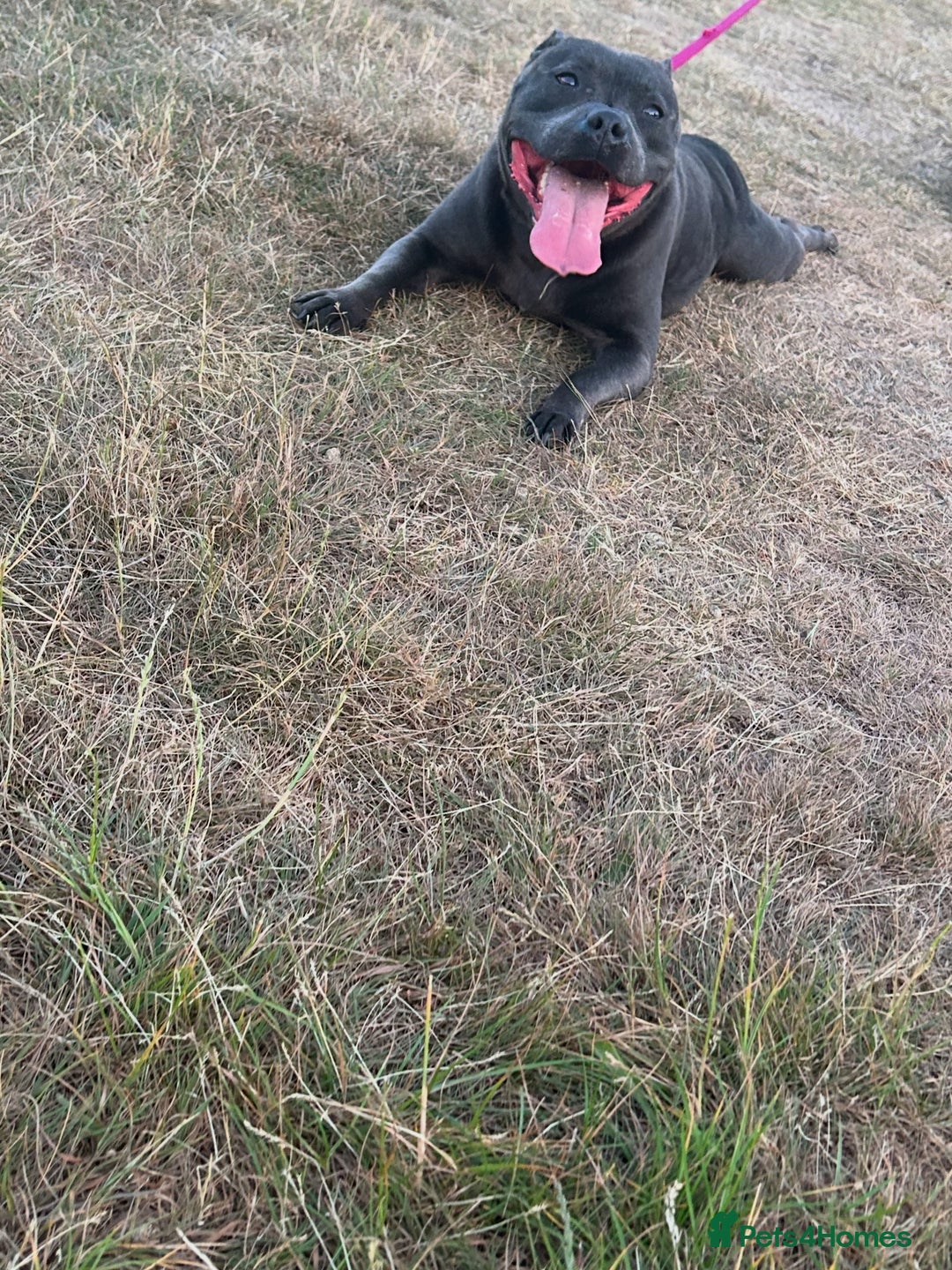 Staffordshire Bull Terrier dogs for sale: KC reg blue staffordshire bull terrier - Image 2