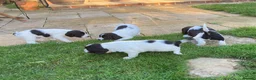 English Springer Spaniel dogs for sale: 4 gorgeous Springer Spaniel pups in Petersfield - Advert 7