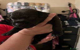 Patterdale Terrier dogs for sale: Patterdale puppies good bloodlines - Image 5