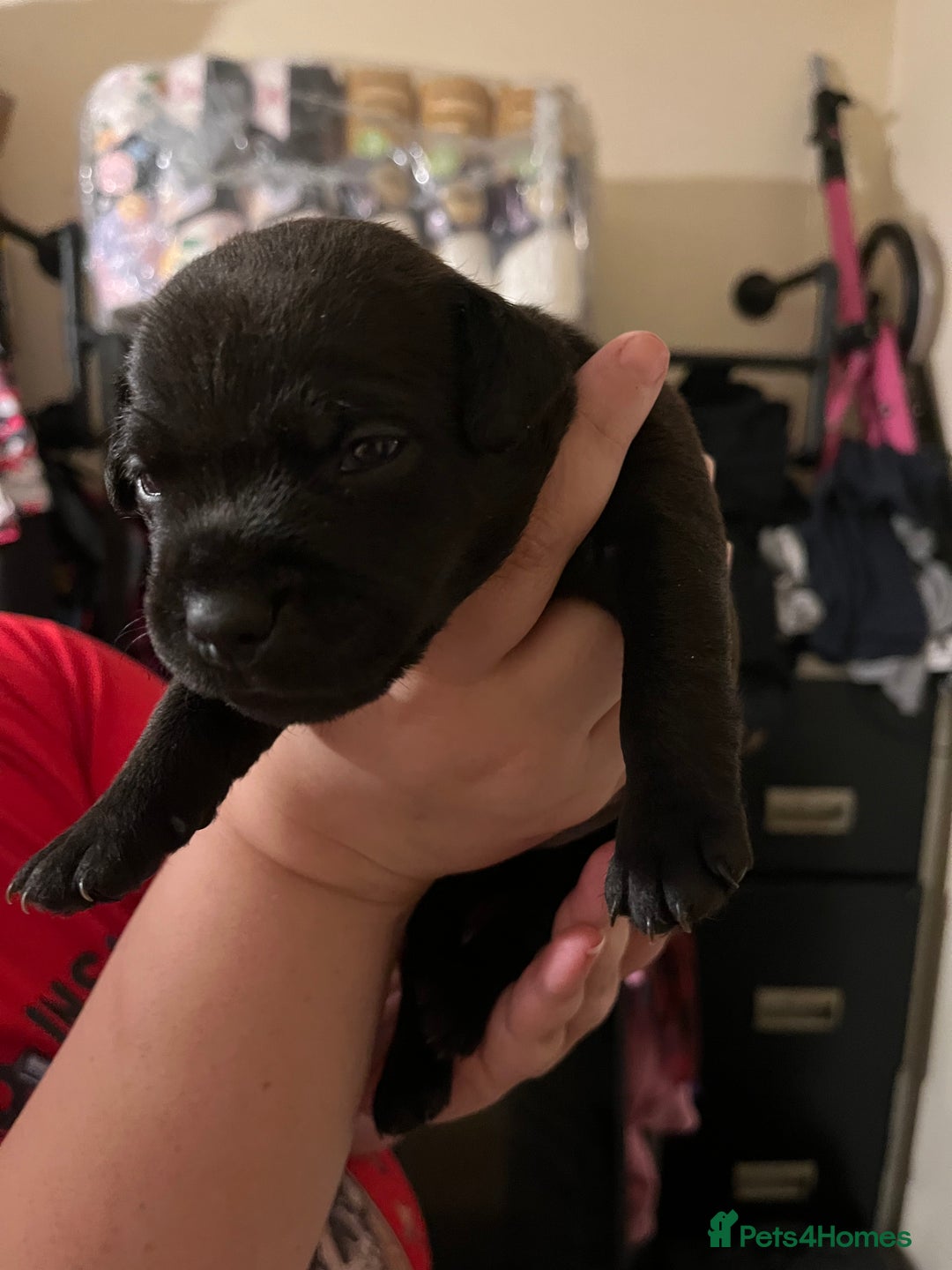 Patterdale Terrier dogs for sale: Patterdale puppies good bloodlines - Image 5