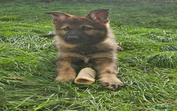 German Shepherd dogs for sale: German Shepherd Puppies – Working Line - Image 10