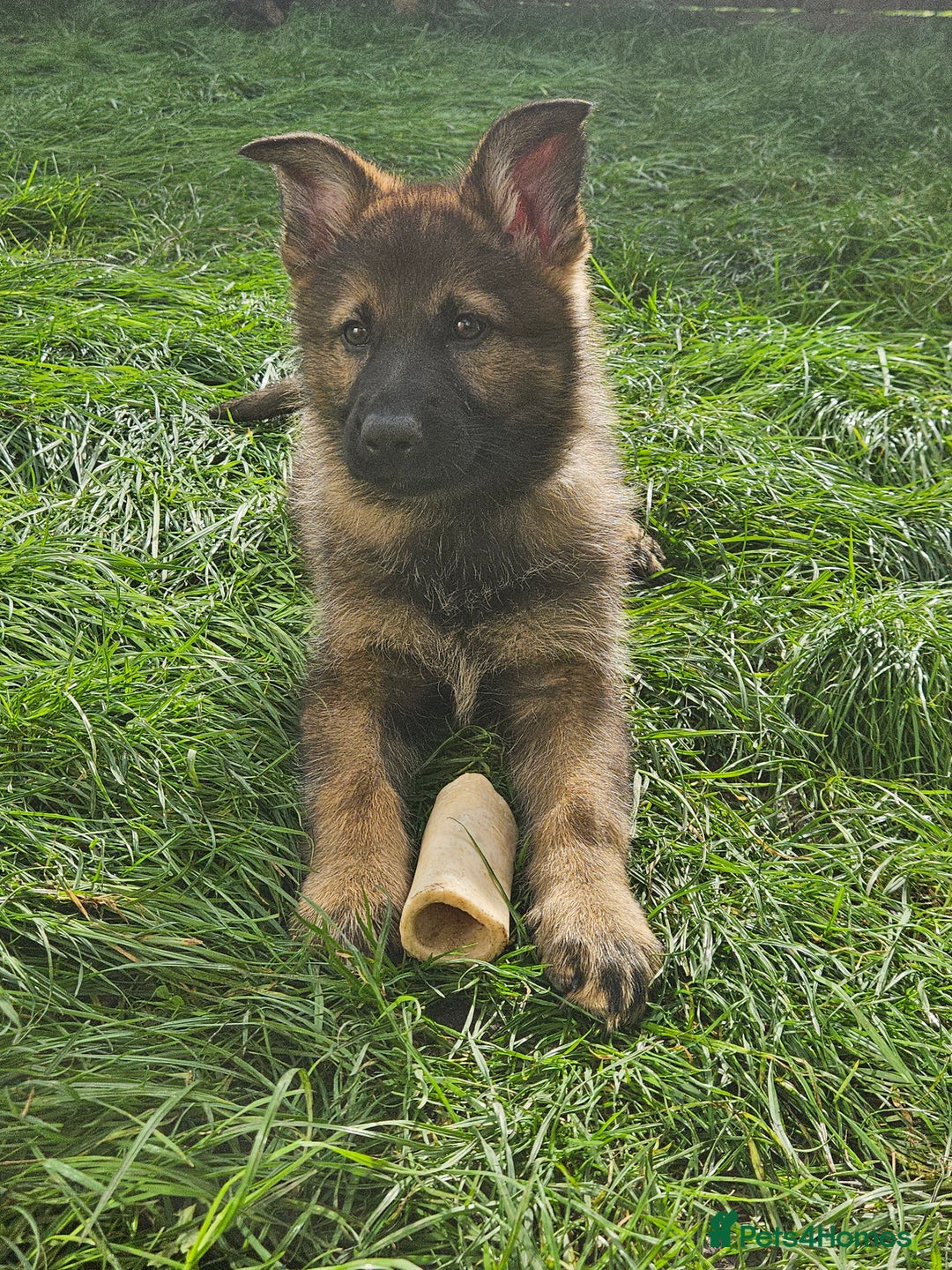 German Shepherd dogs for sale: German Shepherd Puppies – Working Line - Image 10