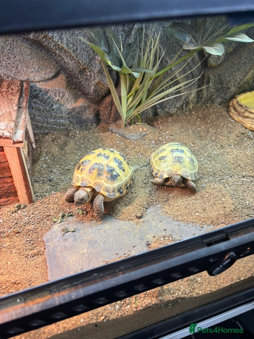 Tortoise reptiles for sale: 2 Horsefield tortoises for rehoming  - Advert 1