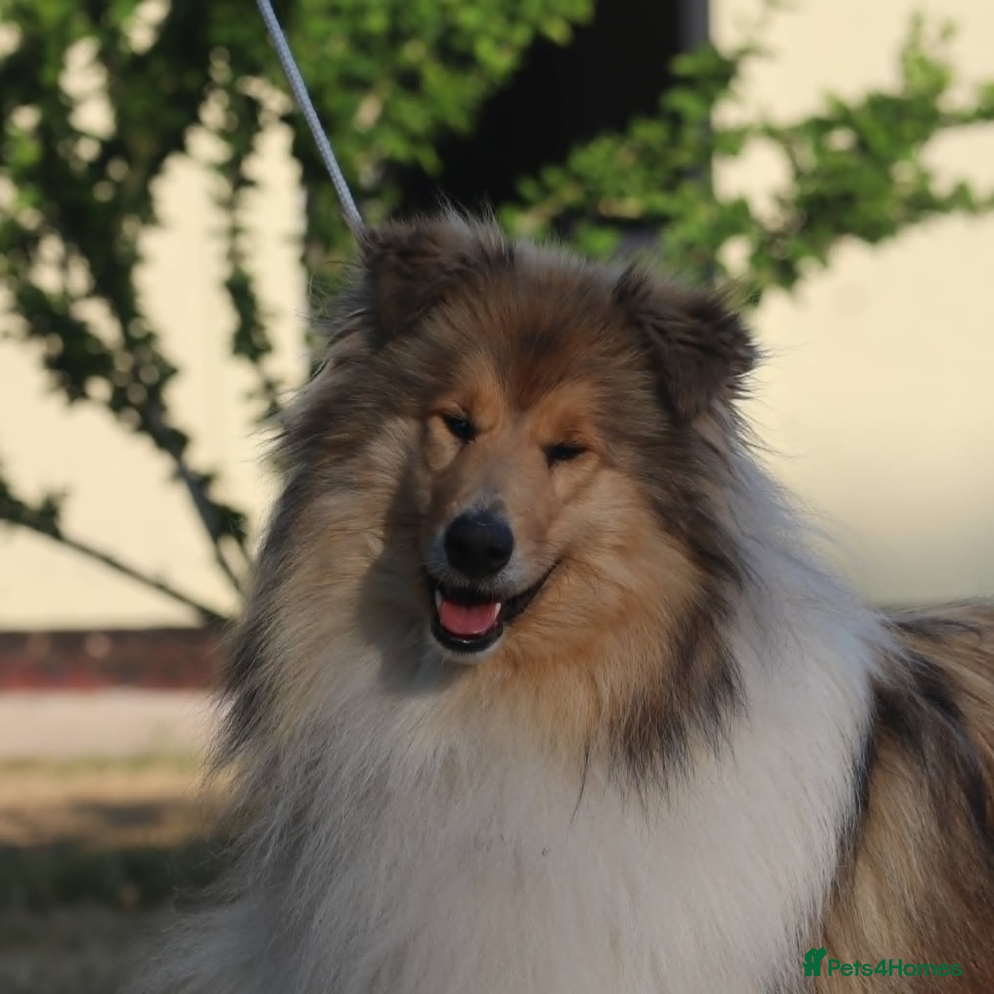 Rough Collie dogs Lovely sable rough collie - Advert 1
