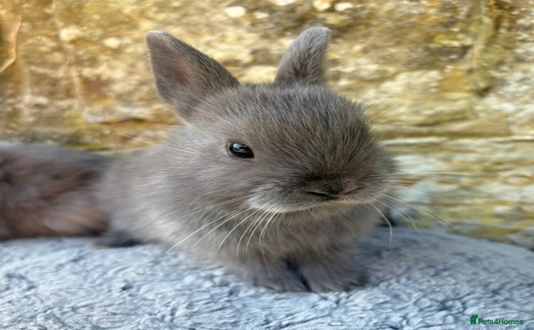 Netherland Dwarf rabbits - Advert 3