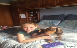 Cocker Spaniel dogs for sale: Two adult spaniels - Image 9