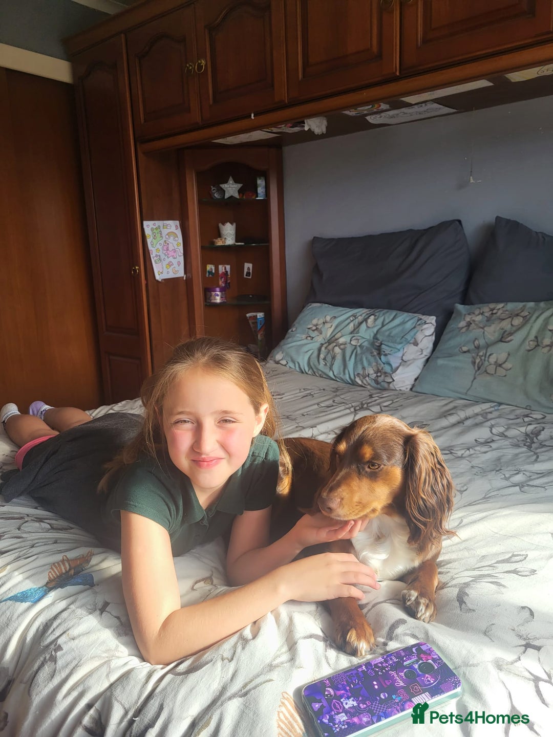 Cocker Spaniel dogs for sale: Two adult spaniels - Image 9