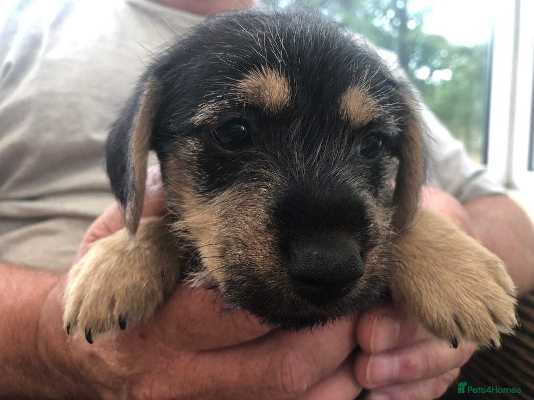 Mixed Breed dogs for sale: Patterdale Black puppies - Image 6