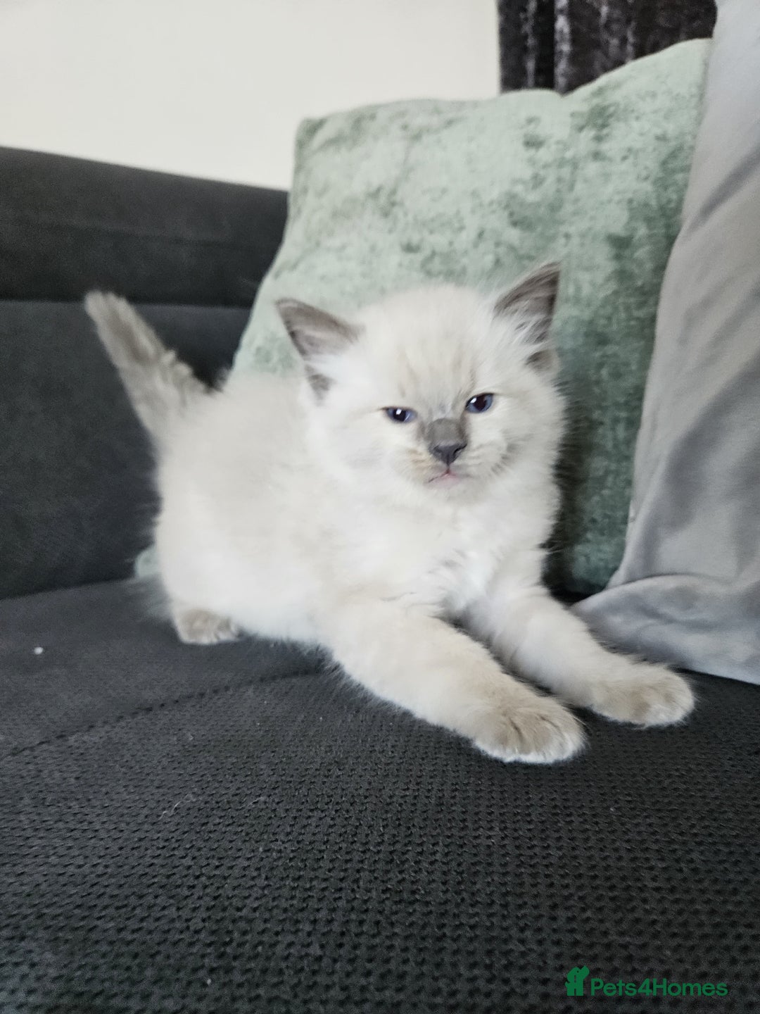 Ragdoll cats for sale: Ragdoll kittens (2 boys only) - Advert 8