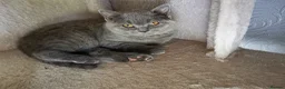 British Shorthair cats for sale: Stunning GCCF reg kittens ready to leave now! - Advert 8