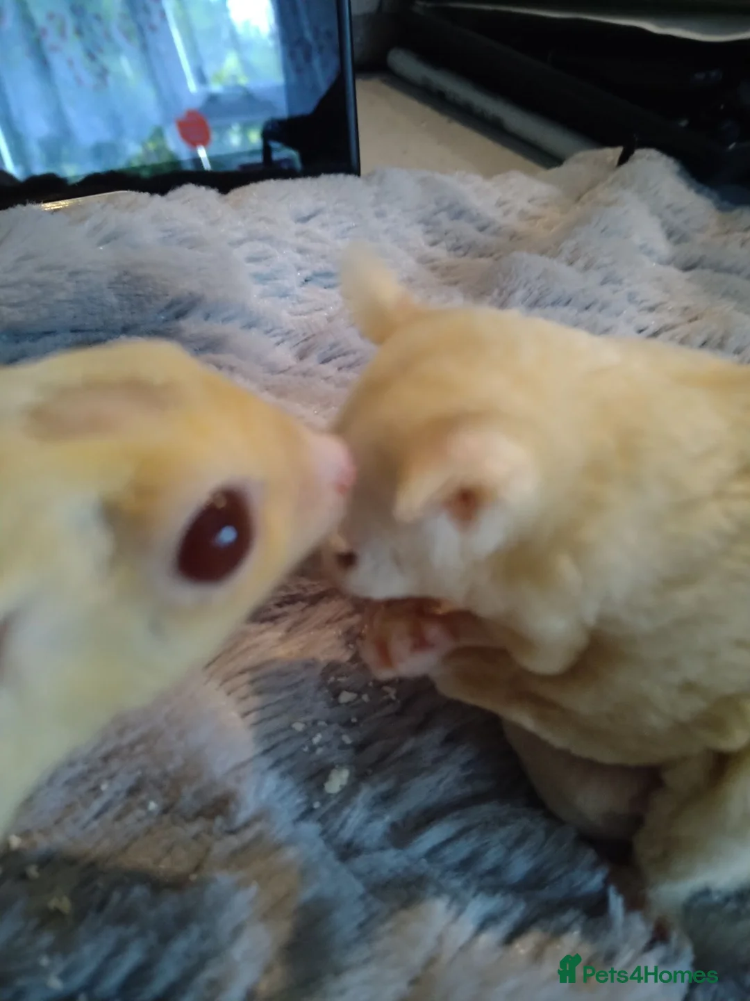 Sugar Glider rodents for sale: Platinum and creamino breeding pair  - Advert 7