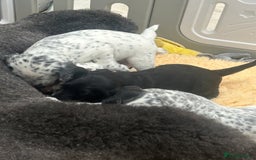 Mixed Breed dogs for sale: Rare Dalmadoodles - Image 28