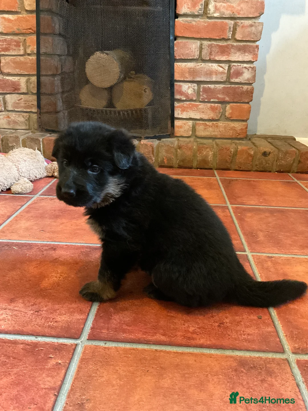 German Shepherd dogs for sale: Quality litter GSD @icepack kennels - Advert 5
