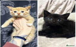 British Shorthair cats for sale: 2 british shorthair boys - Image 1