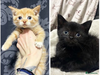 British Shorthair cats - Advert 18