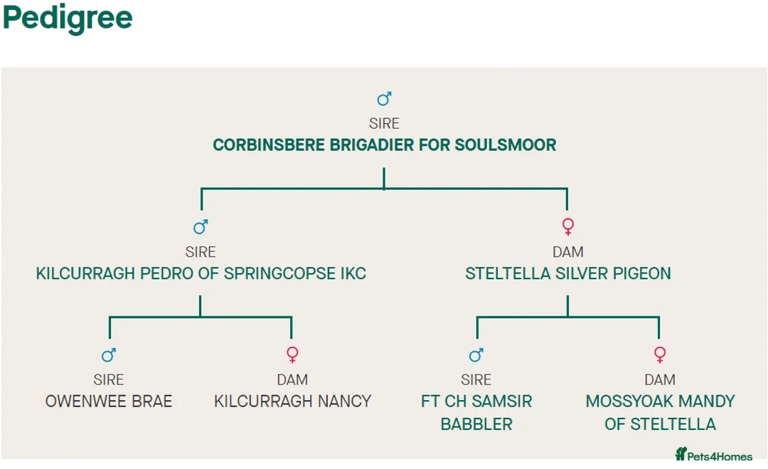 English Springer Spaniel dogs for stud: Working Springer for stud in Wareham - Advert 4