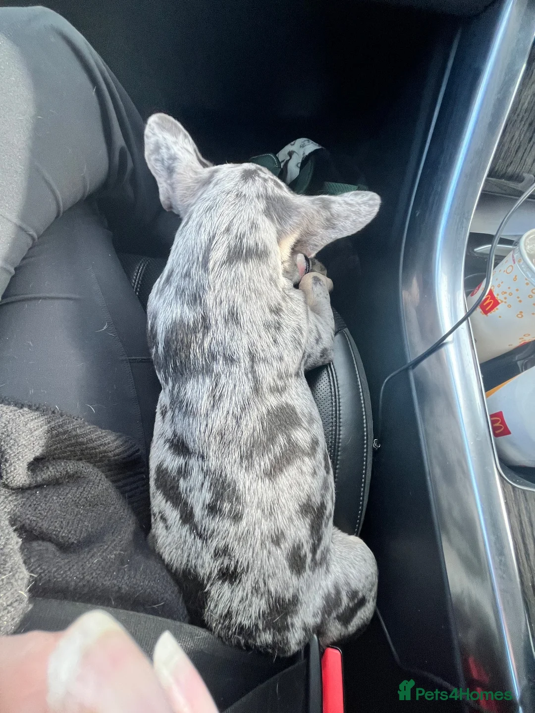 French Bulldog dogs for sale: French bulldog male  - Advert 4