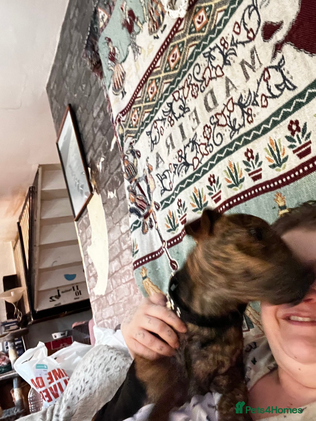 Mixed Breed dogs for sale: Patterjack male for sale - Image 4