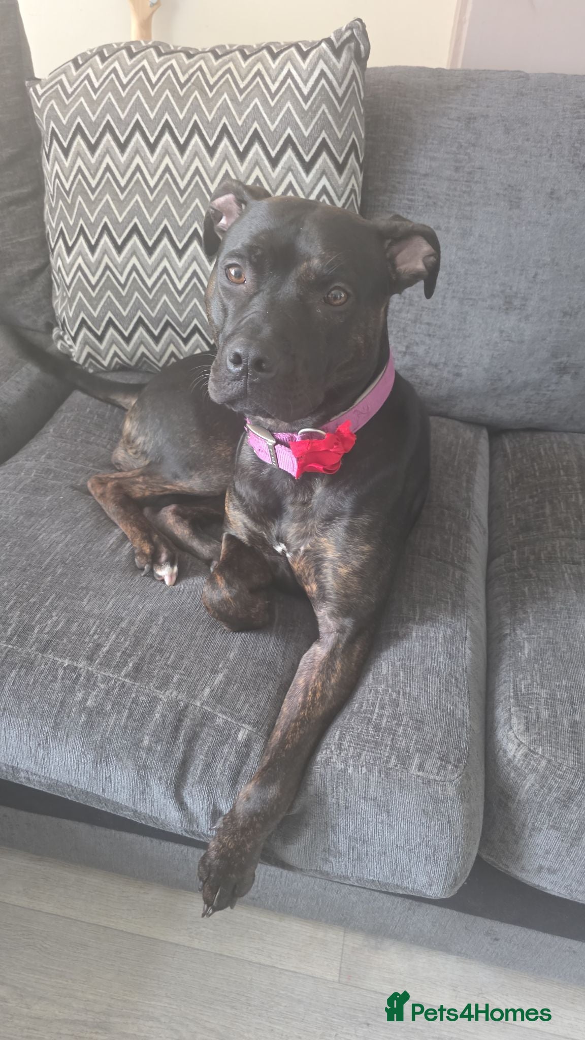 Mixed Breed dogs Hazel - Advert 2