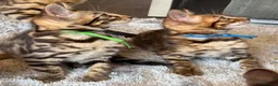 Bengal cats for sale: ✨ Beautiful Bengal Kittens✨ - Advert 20