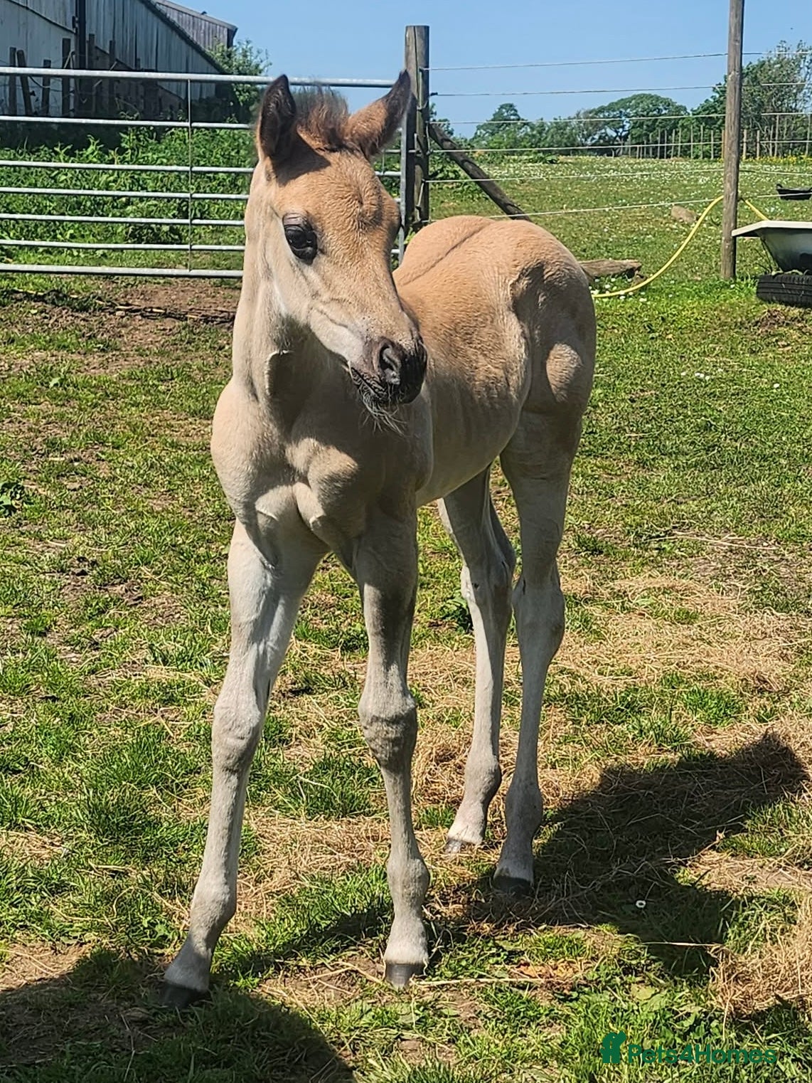 American Quarter horses for sale: QH Filly searching for superior dwelling & staff - Advert 3