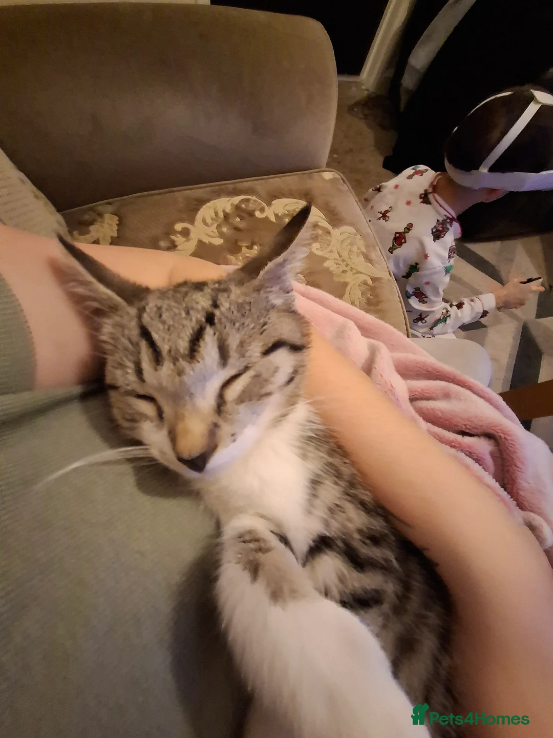 Domestic Shorthair cats for sale: Lovely male cat - Advert 1