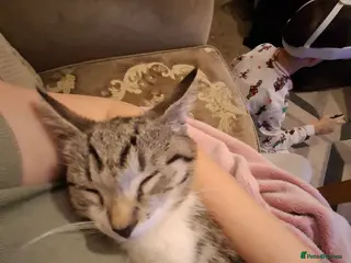 Domestic Shorthair cats Lovely male cat - Advert 13