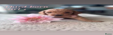 Cockapoo Hope