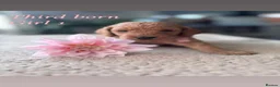 Cockapoo dogs for sale: Beautiful Cockapoo F1B Puppies  🐶❤️ - Advert 11